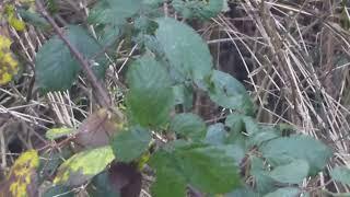 Dusky Warbler, Phylloscopus fuscatus, Vlaardingen, ZH, the Netherlands, 27 Dec 2024