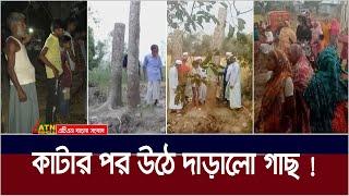 কাটার পর উঠে দাড়ালো গাছ, আসলে কি ঘটেছিল জামালপুরে । Jamalpur Tree