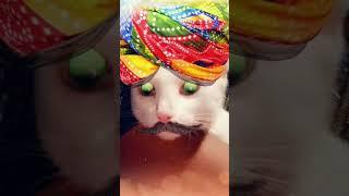 cat lovers plz follow me 