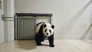 Fu Bao Saying Good Night #panda #fubao #푸바오 #福寶 #福宝 #viral #trending #fypシ