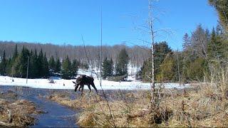 1 YEAR in 10 MINUTES - Wildlife cameras near Algonquin Provincial Park - Ontario, Canada