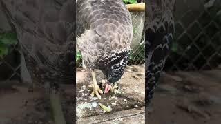 #Hawk #Eagle #Owl #Wildlife #Animal #EagleHawkOwl hawk vs snake, Owl vs snake fight, Eagle Vs Snake,