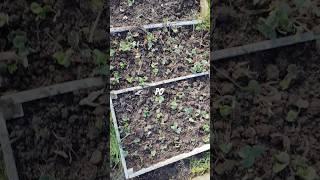Konečně čistíme záhony a přesazujeme #jahody #porek #garden #zahrada
