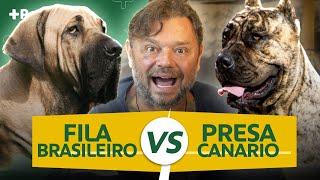 FILA BRASILEIRO VS PRESA CANÁRIO, QUAL O MELHOR CÃO DE GUARDA? | CANAL MAIS PET