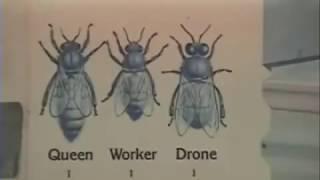 2008 IB Systems Video - Life of a Bee