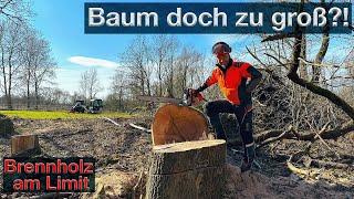 Baum doch zu groß? Es geht nicht immer nach Plan, letzter Baum der Saison - Brennholz am Limit