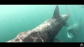 HD Scottish Wildlife Spectacular - Basking Shark Scotland 2015