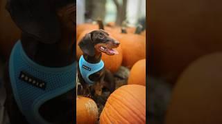 Pet photography w/ Minnie #doggie #puppy #pets #petphotography #dachshund #dog