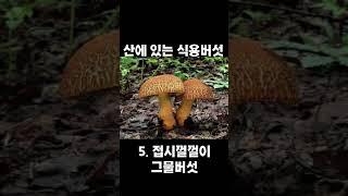 버섯산행에서 자주보이는 식용버섯 9가지