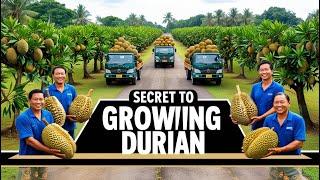 DURIAN - Growing and Harvesting - The Secrets of Southeast Asian Farmers