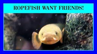 Episode 39 - What Are Good Tank-Mates for Ropefish?