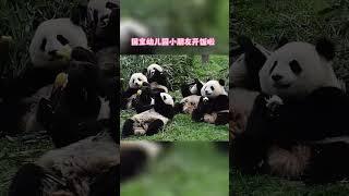 幼儿园小班开饭了！ #大熊貓 #panda