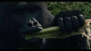 Discover the world's only sanctuary for Eastern Lowland Gorillas!