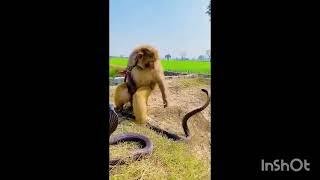 A Courageous Encounter: How the Monkey Defeated the Snake!