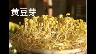 一个诀窍，教会你在家生黄豆芽，5天就能吃，how to sprout soy bean，用普通的豆子发黄豆芽的要点