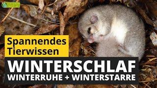 Winterschlaf, Winterruhe und Winterstarre  - Wo ist der Unterschied? - Tier-Doku für Kinder