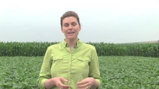 Scouting Soybean Aphids