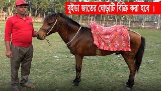 বুইডা জাতের ঘোড়া বিক্রি করা হবে । Racing Horse Sell l Farm bd l 2022