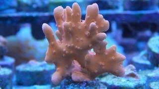 Frags for Sale