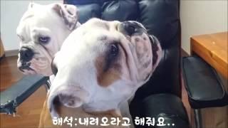 [do9love]English bulldog Carp kkusyong to talk, bulldog잉글리쉬불독 수다쟁이 꾸숑. 말하는 불독