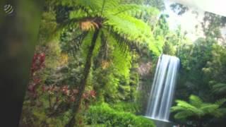 Clive Lendich - Rainforest Rendezvous (album)(HQ Audio)