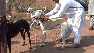 mudhol hound | dogs for hunting | sight hounds