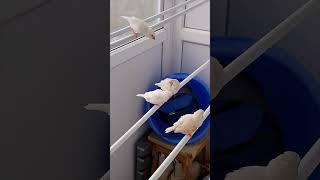 Качельки і амадини️️️️ще і ще і ще️ #birds #pets #zebrafinche #swing #амадини