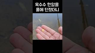 어?사라진다...신기신기// 물속의 청소부는 바로 나