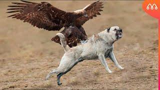 EAGLE ATTACKS DOG AND GETS IN BAD WAY