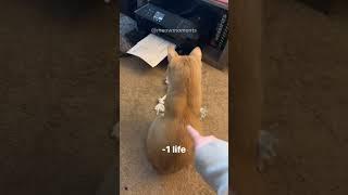 meow moments 5 #funny #cats #cat #cute #animals