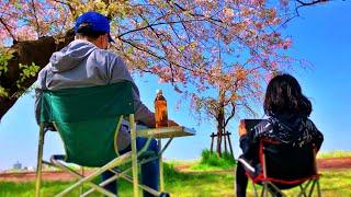 Beautiful cherry blossom video, waiting for next year's cherry blossom season.