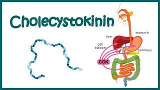 Cholecystokinin(CCK) || structure , function and mode of action