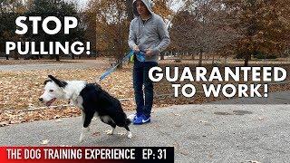 The MOST REALISTIC Leash Dog Training Lesson EVER! STOP PULLING!