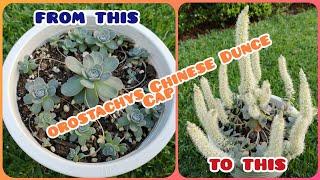 Orostachys "chinese dunce cap" | deathbloom??? | bikolanahardinera