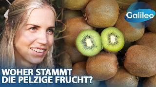 400.000 Kilogramm Kiwi pro Tag: An diesem Ort gedeiht die pelzige Frucht!