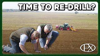 Re-Drilling Barley? Did We Make a Big Mistake?!