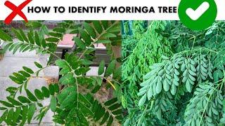 How To Identify Moringa Tree? Easily identify moringa Tree by leaves