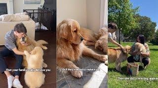 Golden Retriever Is So Sad When His Family Bring Home A New Dog