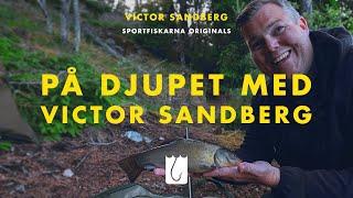 Hur många arter hinner Victor Sandberg fånga under 12 timmar?