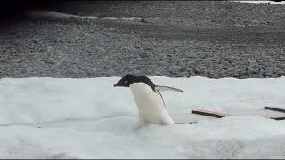 Penguin does the naruto run