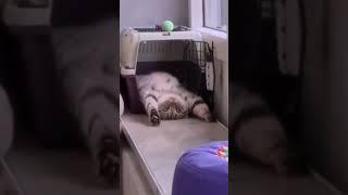 Best Funny Animal Videos    Funniest Cats Videos  Shorts #09