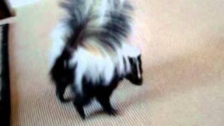 Jasper: The Energizer Skunk