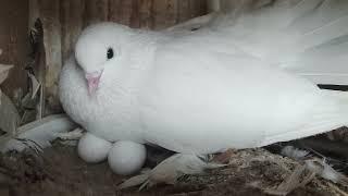 Beautiful White Pigeon With Eggs | Discover with Noman