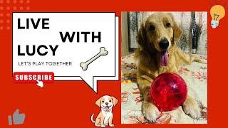 [EP 27]:Live Stream | Golden Retriever Lucy’s Daily Life |Dog Vlog #live  #livestream