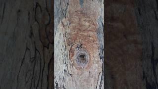 Pamlico Slab Lab: The Collection #Woodworking #liveedge #wood #exotic #art #nature #rare