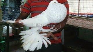 Different Types of Fancy Pigeon Breeds ( bird videos)