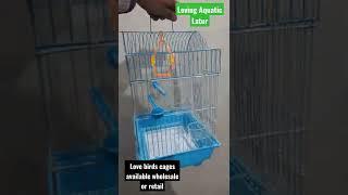 Love birds cages | China cages wholesale | retail