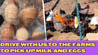 Drive with my family to the American Farms to pick up milk & Organic Eggs.