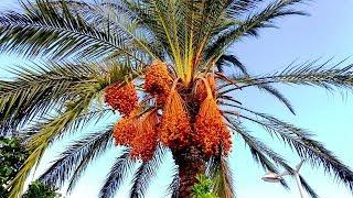 КИПР ПРОТАРАС. ФИНИКОВЫЕ ПАЛЬМЫ/DATE PALM TREES IN PROTARAS. CYPRUS.