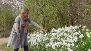 Sarah’s favourite bulbs for naturalising